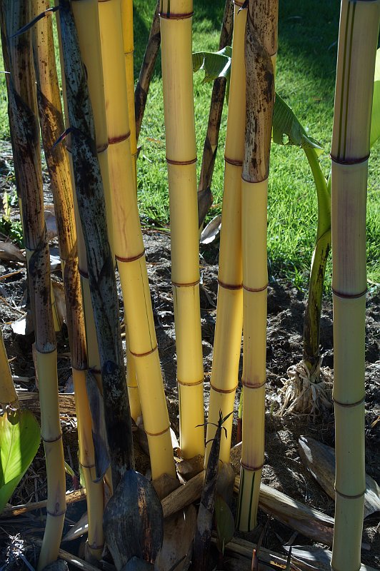 Phyllostachys vivax Aureocaulis3